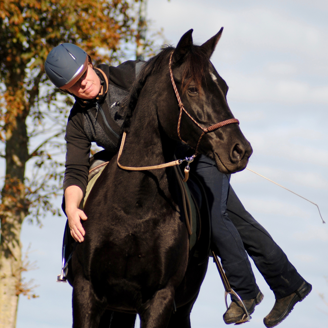 Jonge paarden