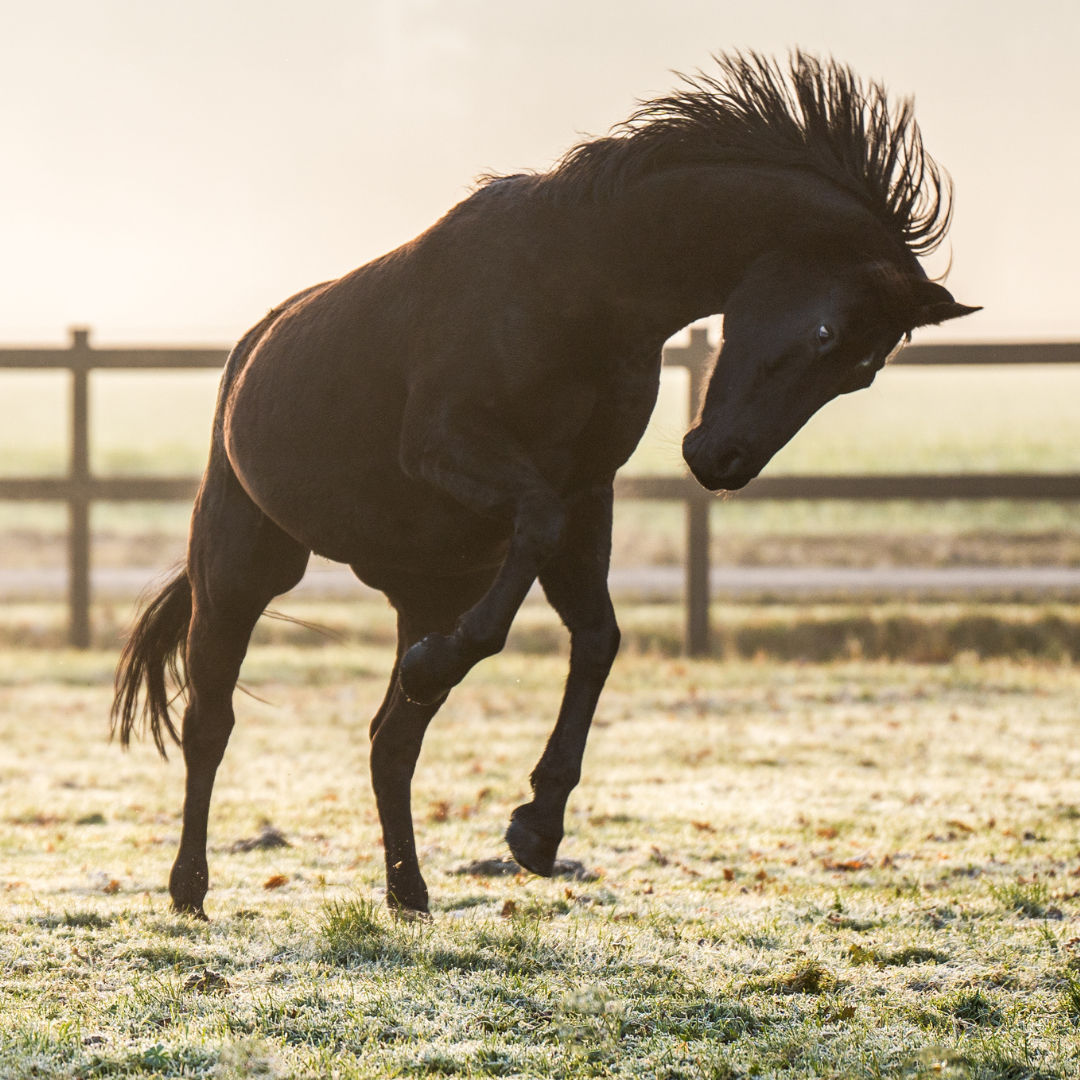 Probleemoplossend trainen